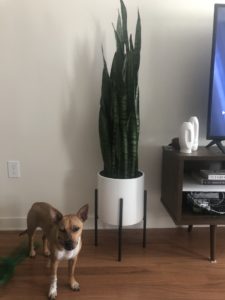 Snake Plant and a pup