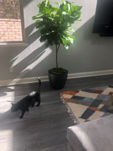 Fiddle Leaf and Kitty
