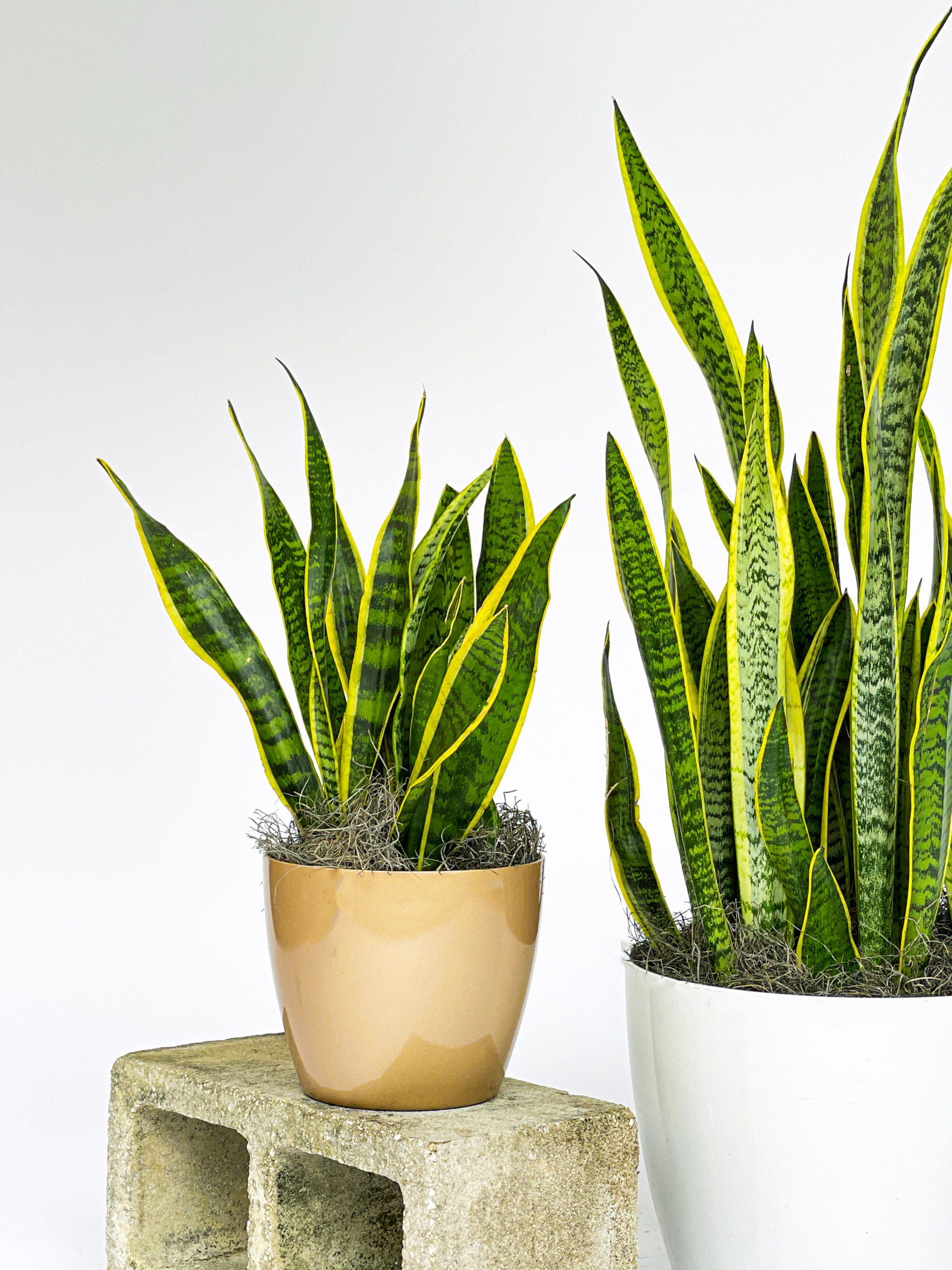 Snake Plant Oxygen at Night: The Ultimate Sleep Companion.