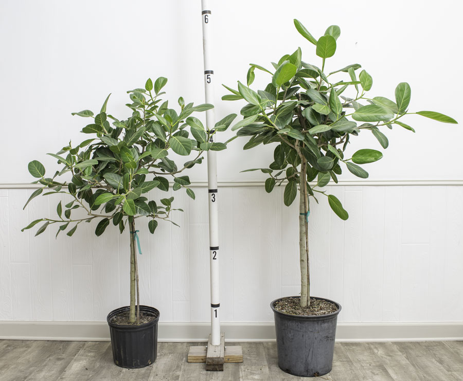 Ficus Benghalensis Audrey 14O 35cm House Plant 