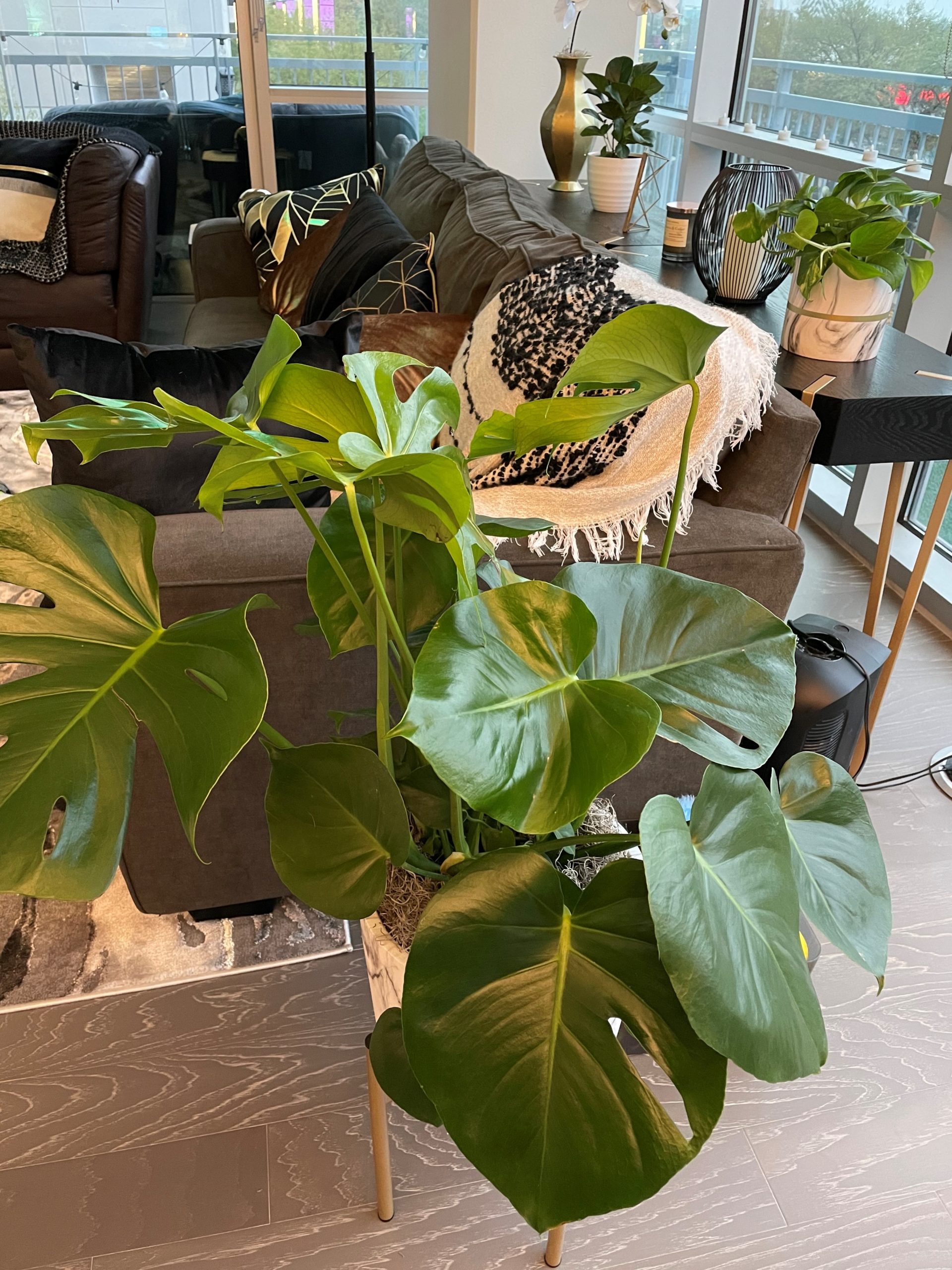 A Monstera Makes it to The Lone Star State