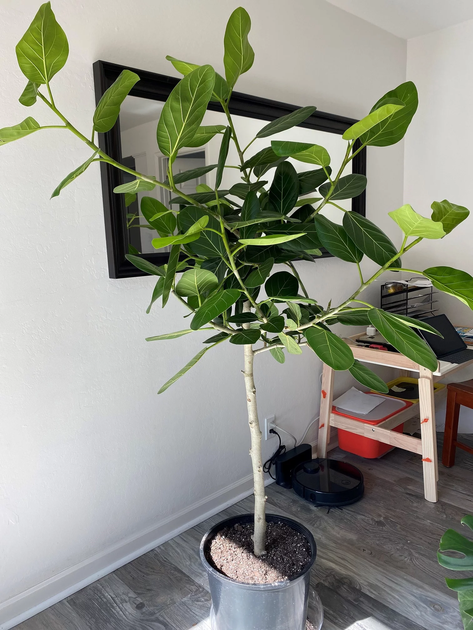 14" Ficus Audrey in CA