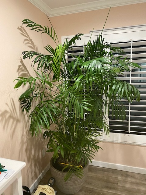 Debbie's Bamboo Palm