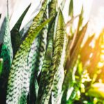 Sunlight and Your Plants