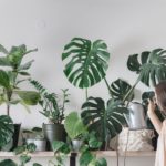 The Best Ways to Train Your Monstera Deliciosa to climb 