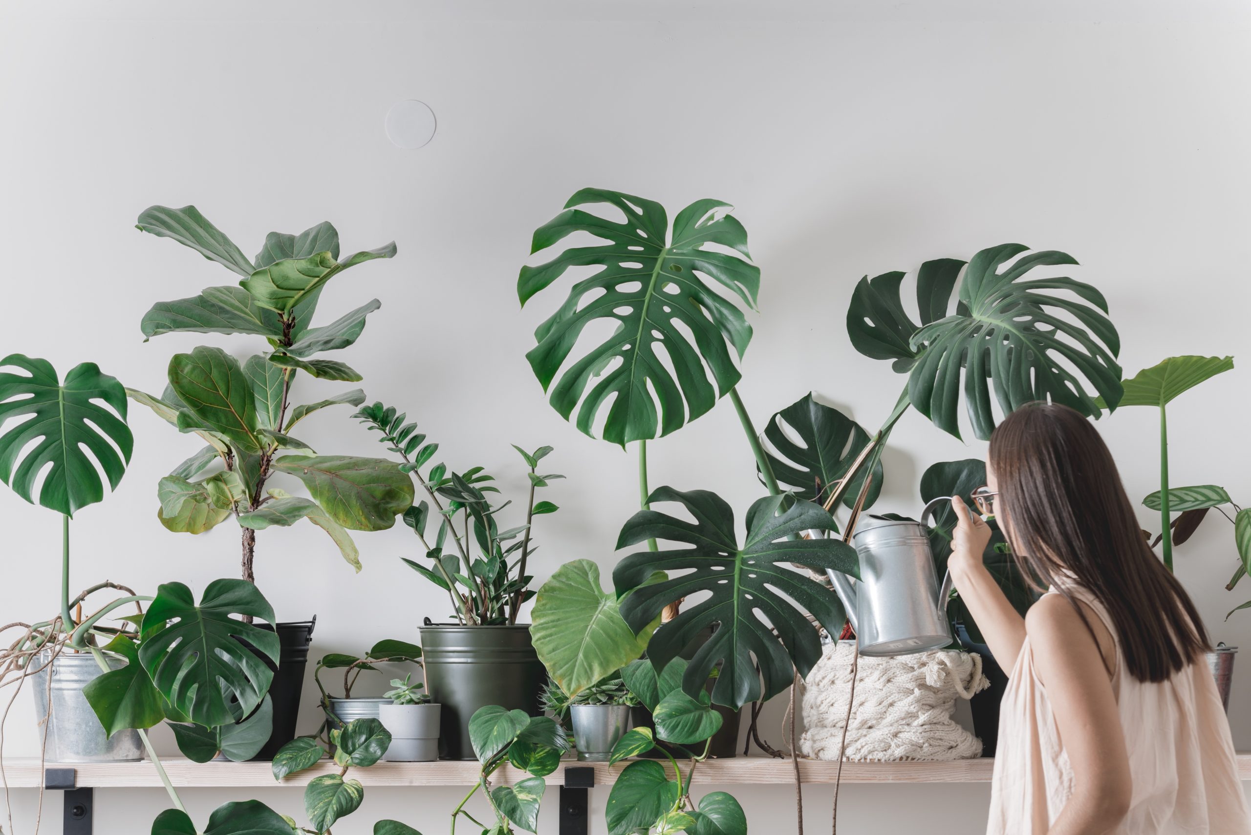 The Best Ways to Train Your Monstera Deliciosa to climb 