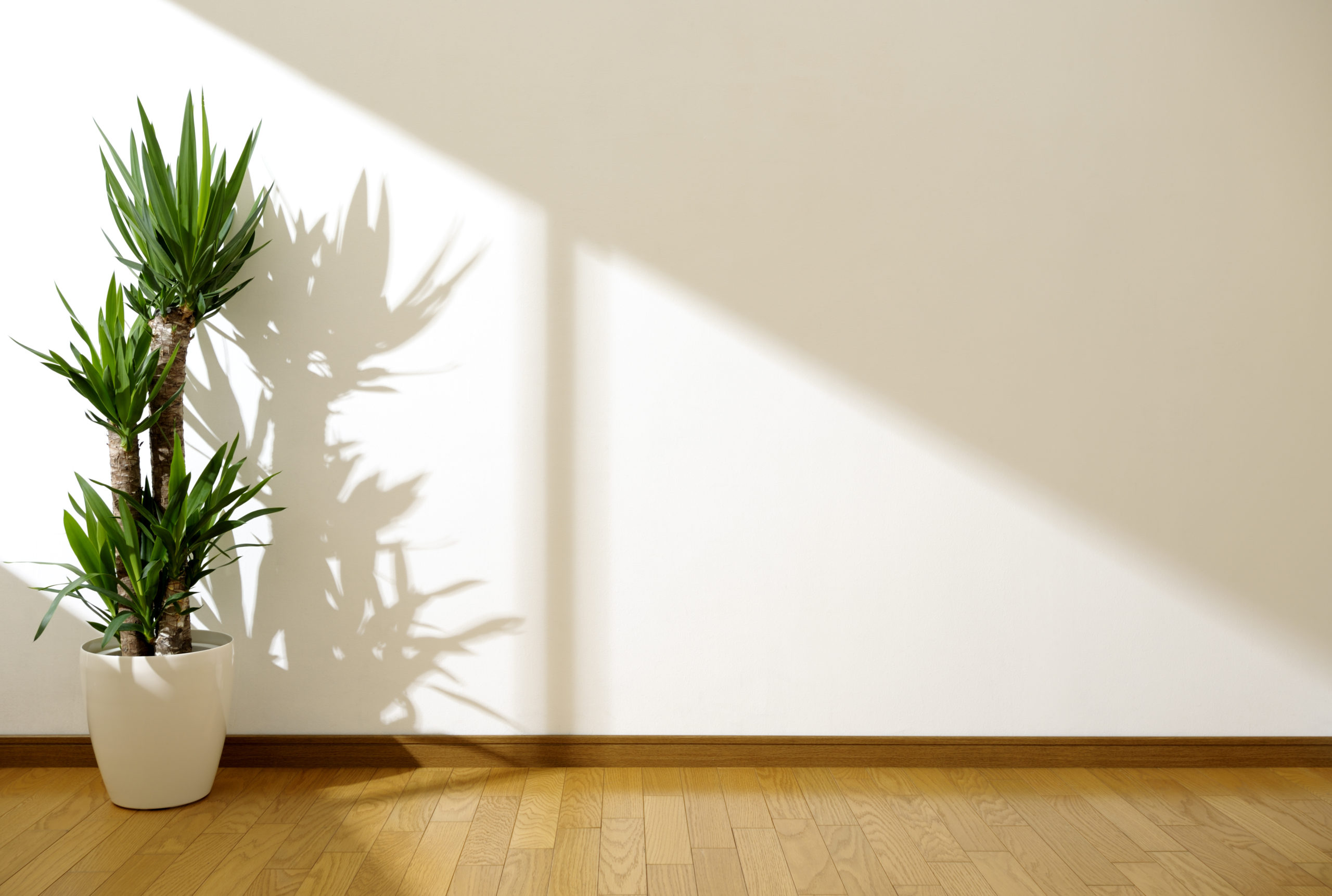 How Too Much Light Affects Your Plants