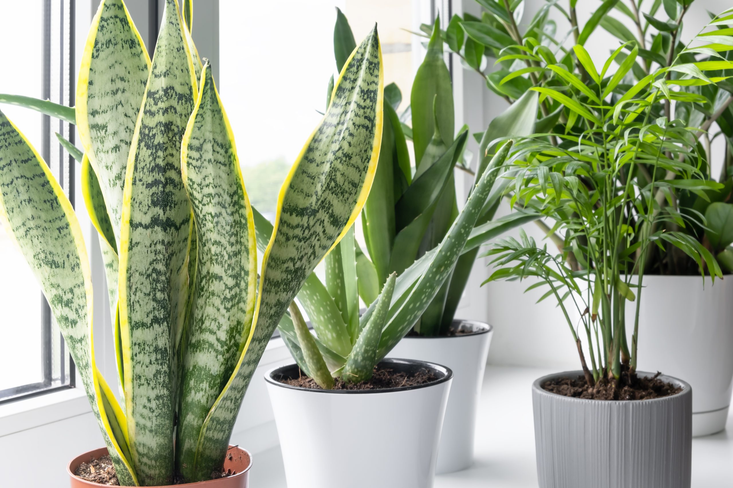Five of the Easiest Houseplants to Grow in Any Space
