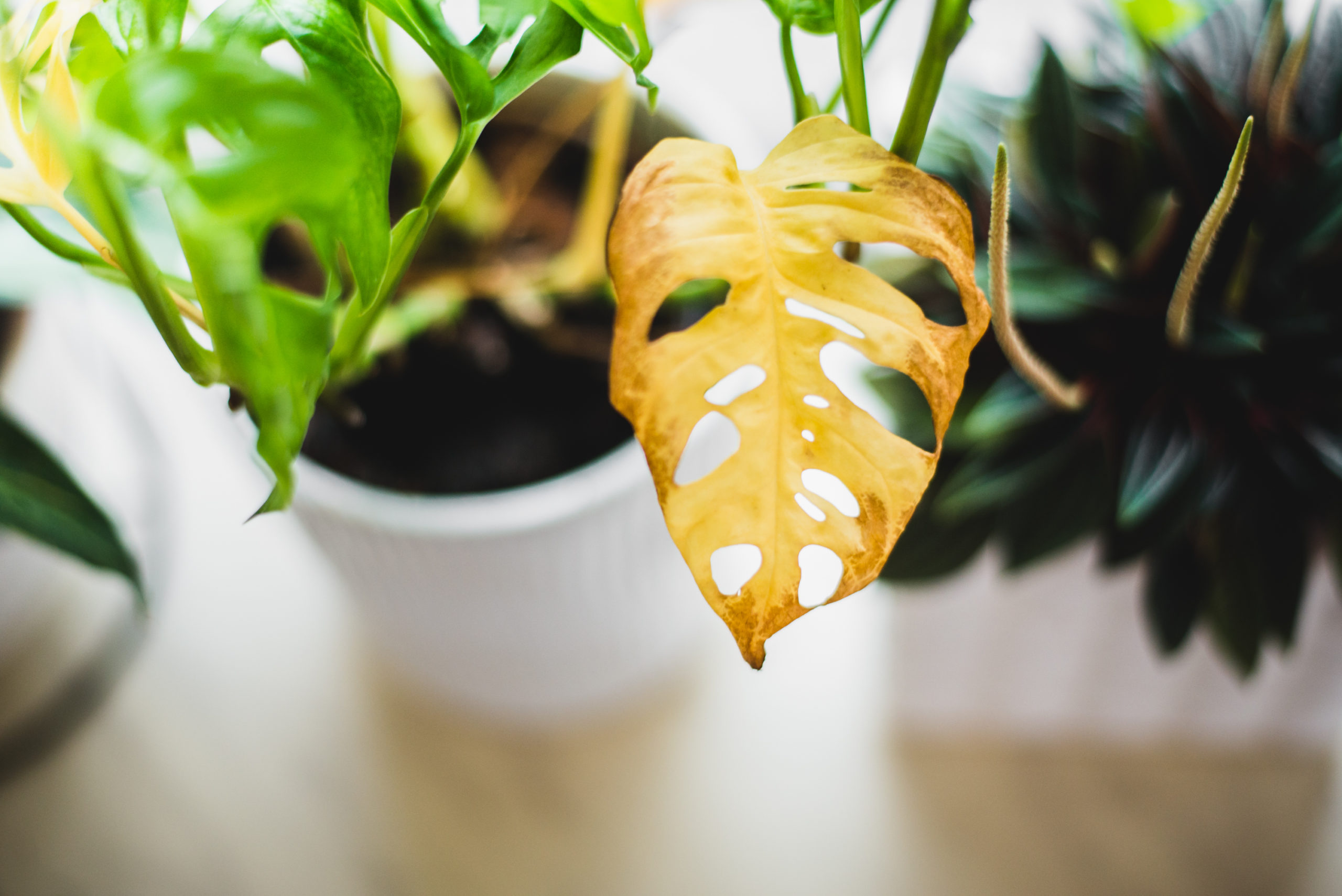 Overwatering Your Plants? Plantz Can Help