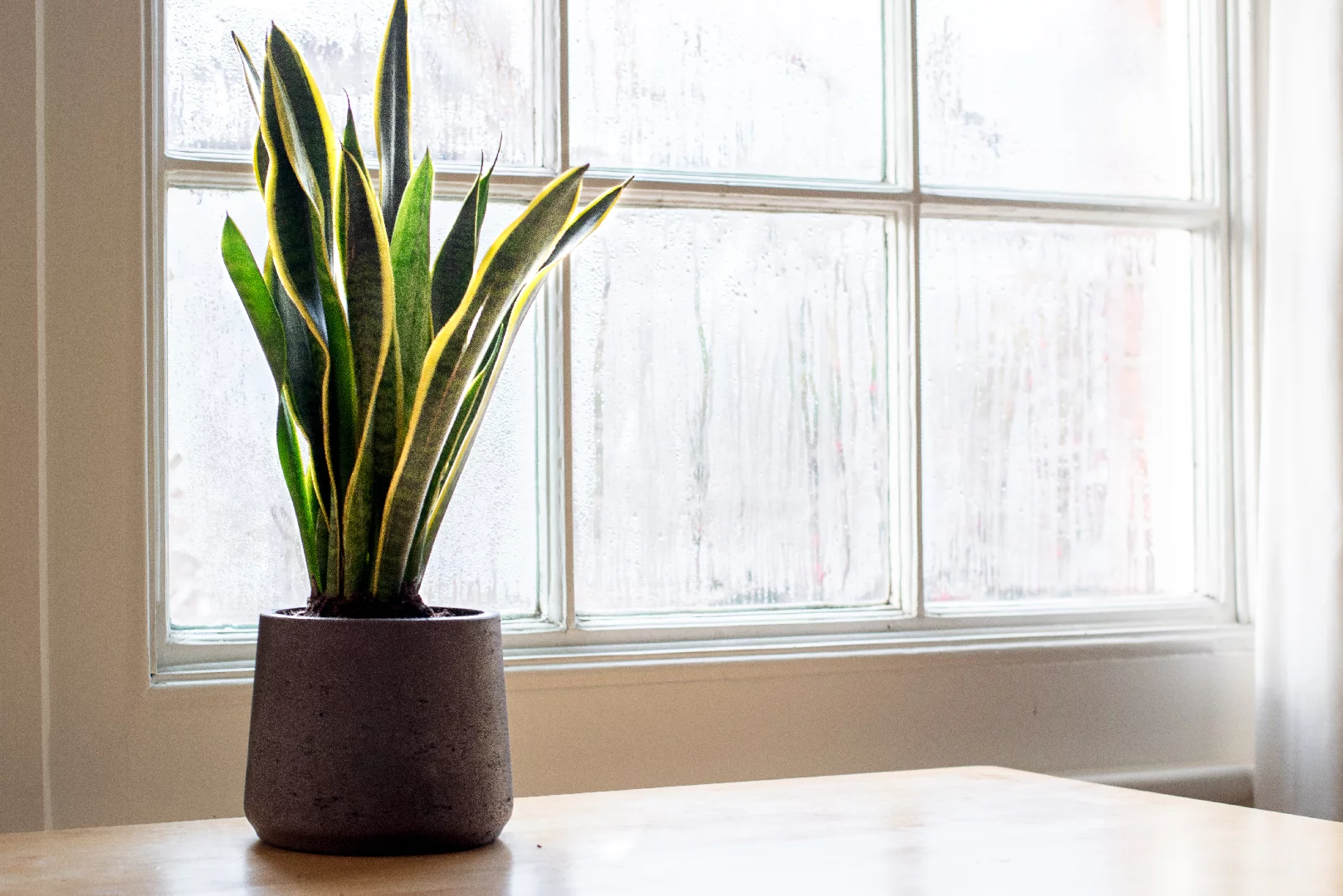 The Benefits of Keeping Snake Plants around the House