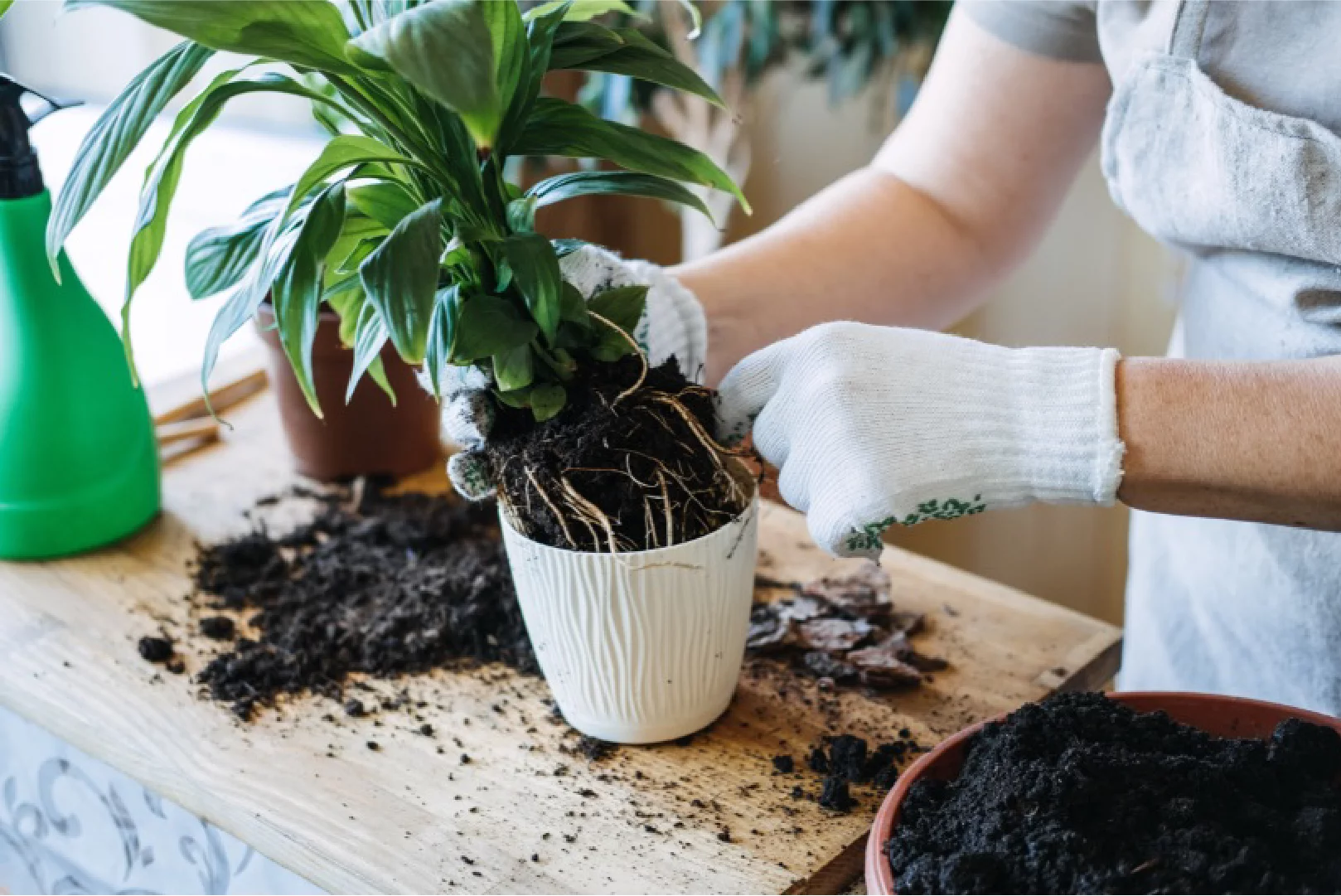 Spring Houseplant Care Tips