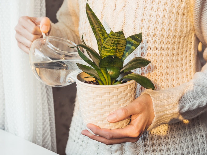 How to Care for Your Plants During the Winter Months