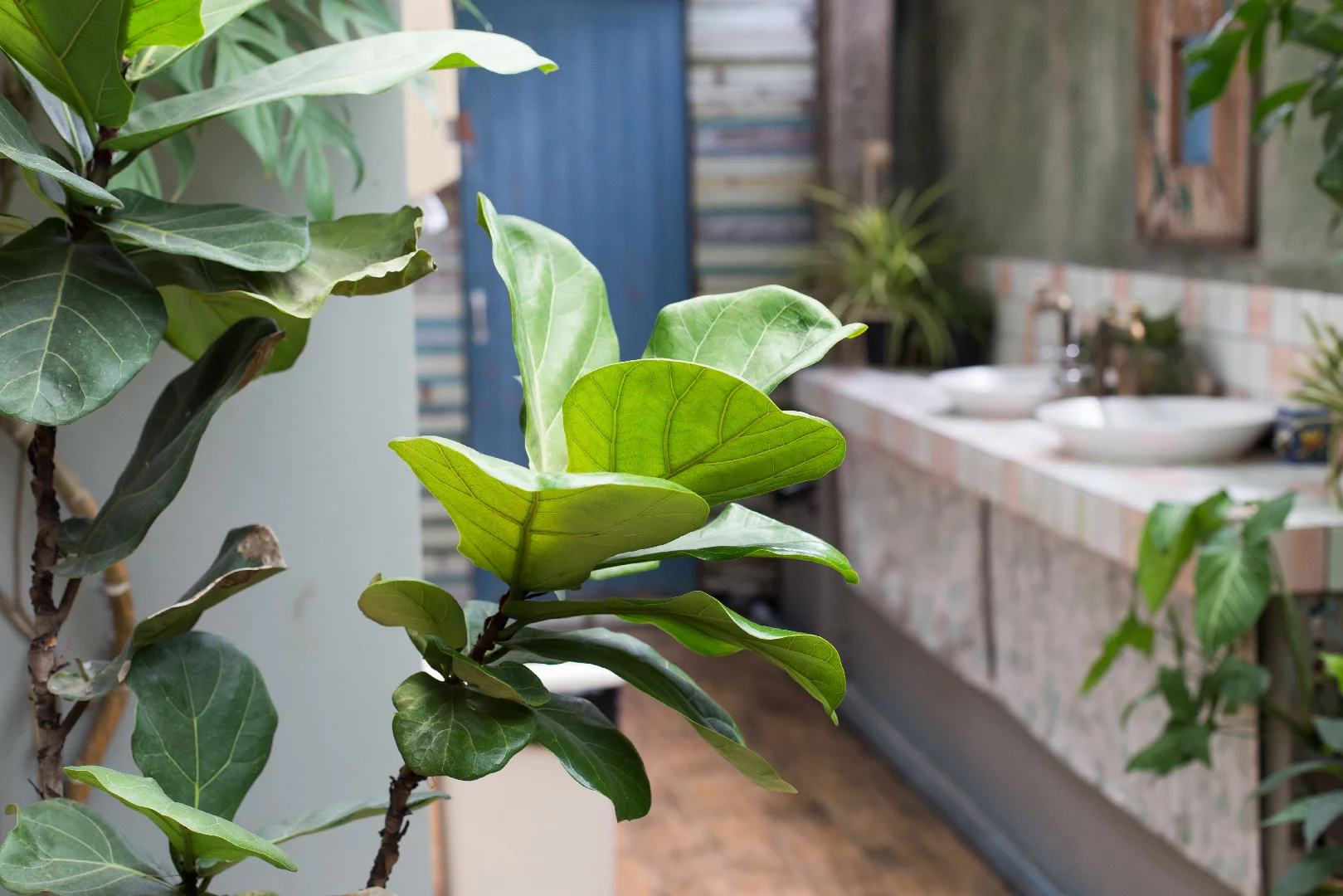 Growing Fiddle Leaf Fig Trees:  How to Take Care of Them