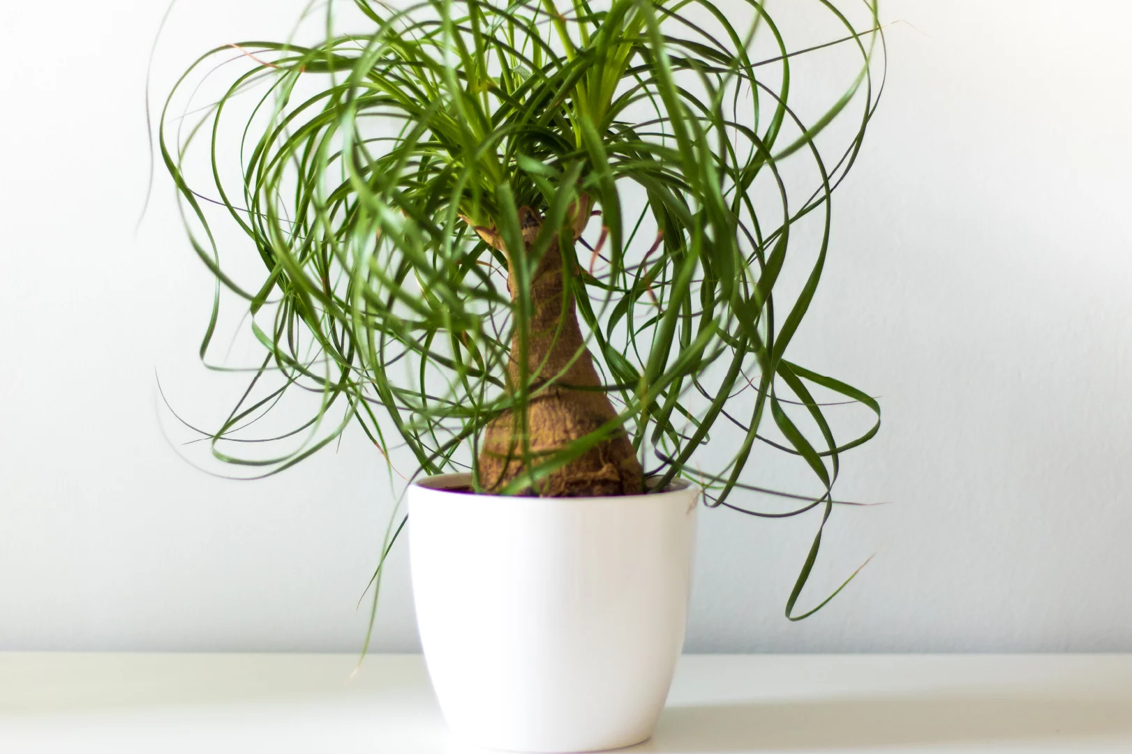 Ponytail Palm:  A Guide to Finding the Perfect Plant for Your Home