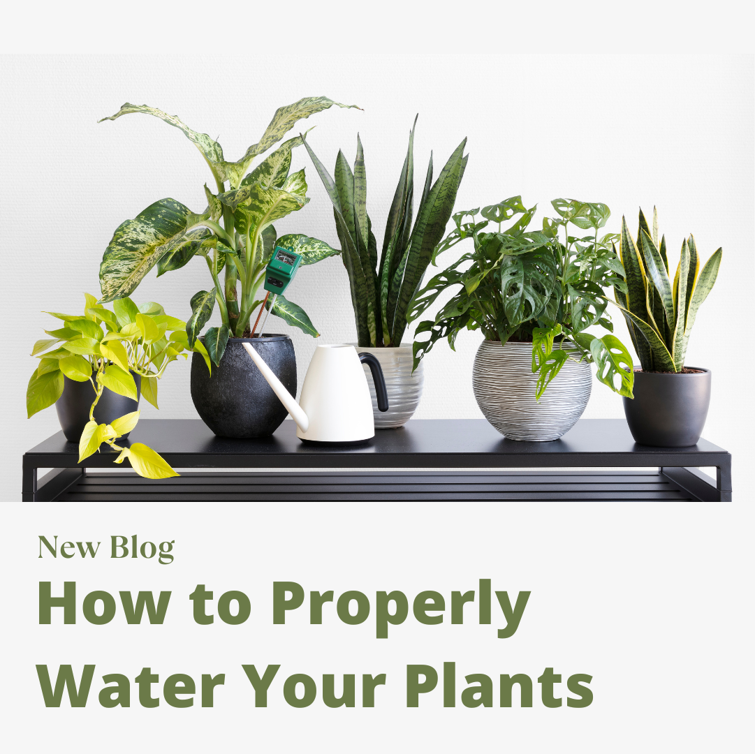 How to Properly Water Your Plants