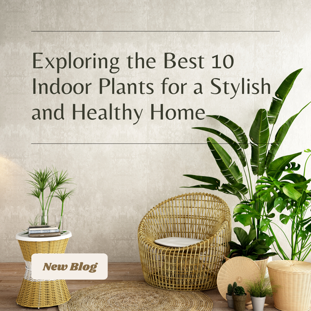 Exploring the Best 10 Indoor Plants for a Stylish and Healthy Home
