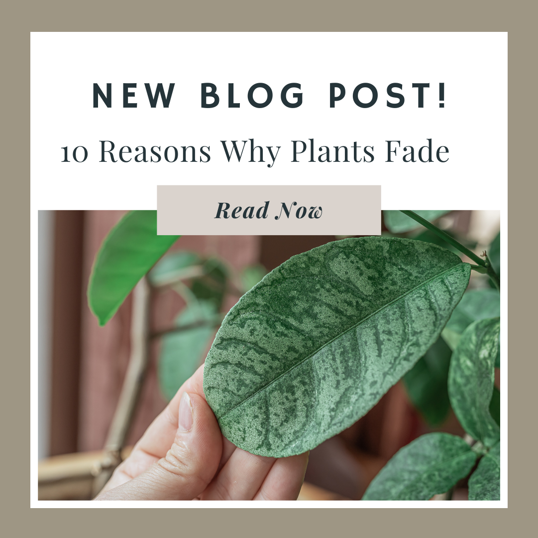 10 Reasons Why Plants Fade