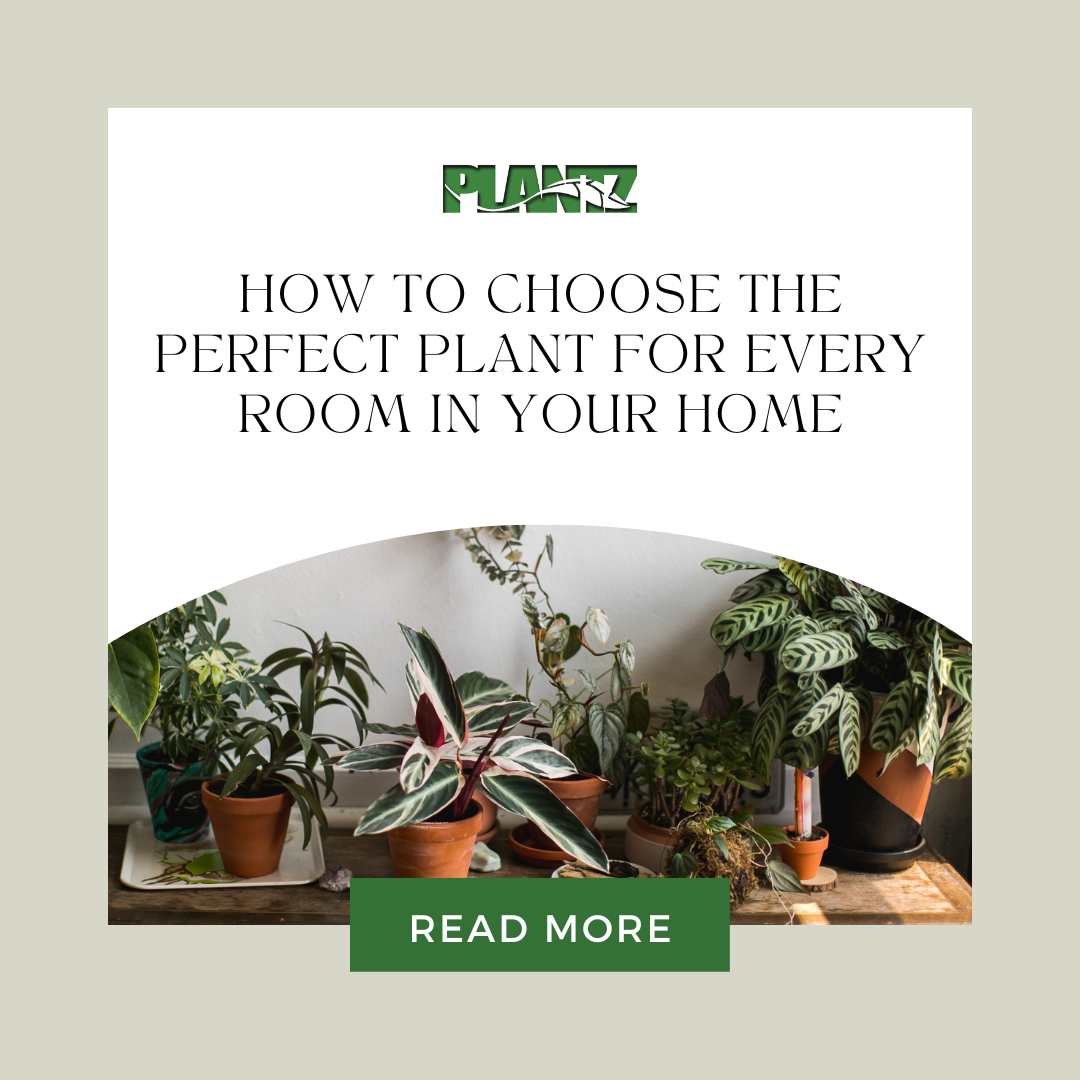 How to Choose the Perfect Plant for Every Room in Your Home