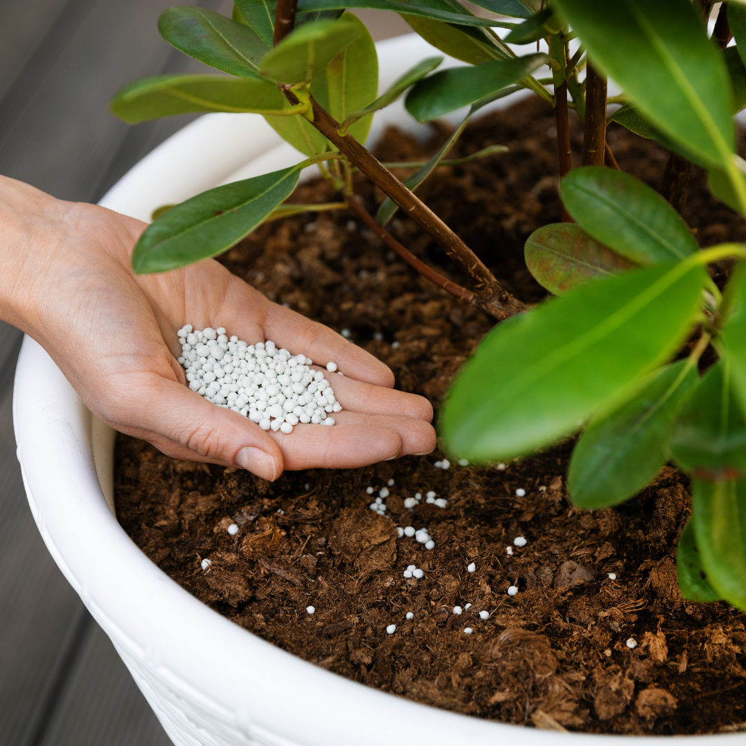 Fertilizing 101: Essential Tips for Thriving Indoor Plants